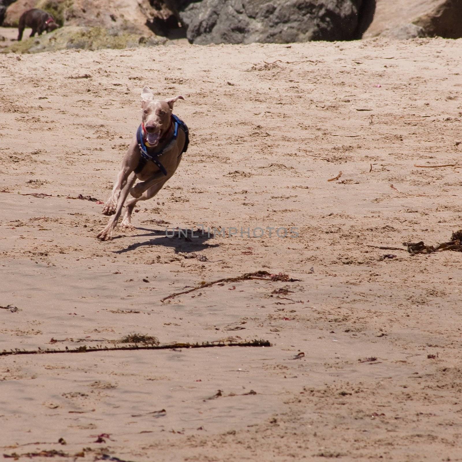 Dog running and playing on the ocean beach.