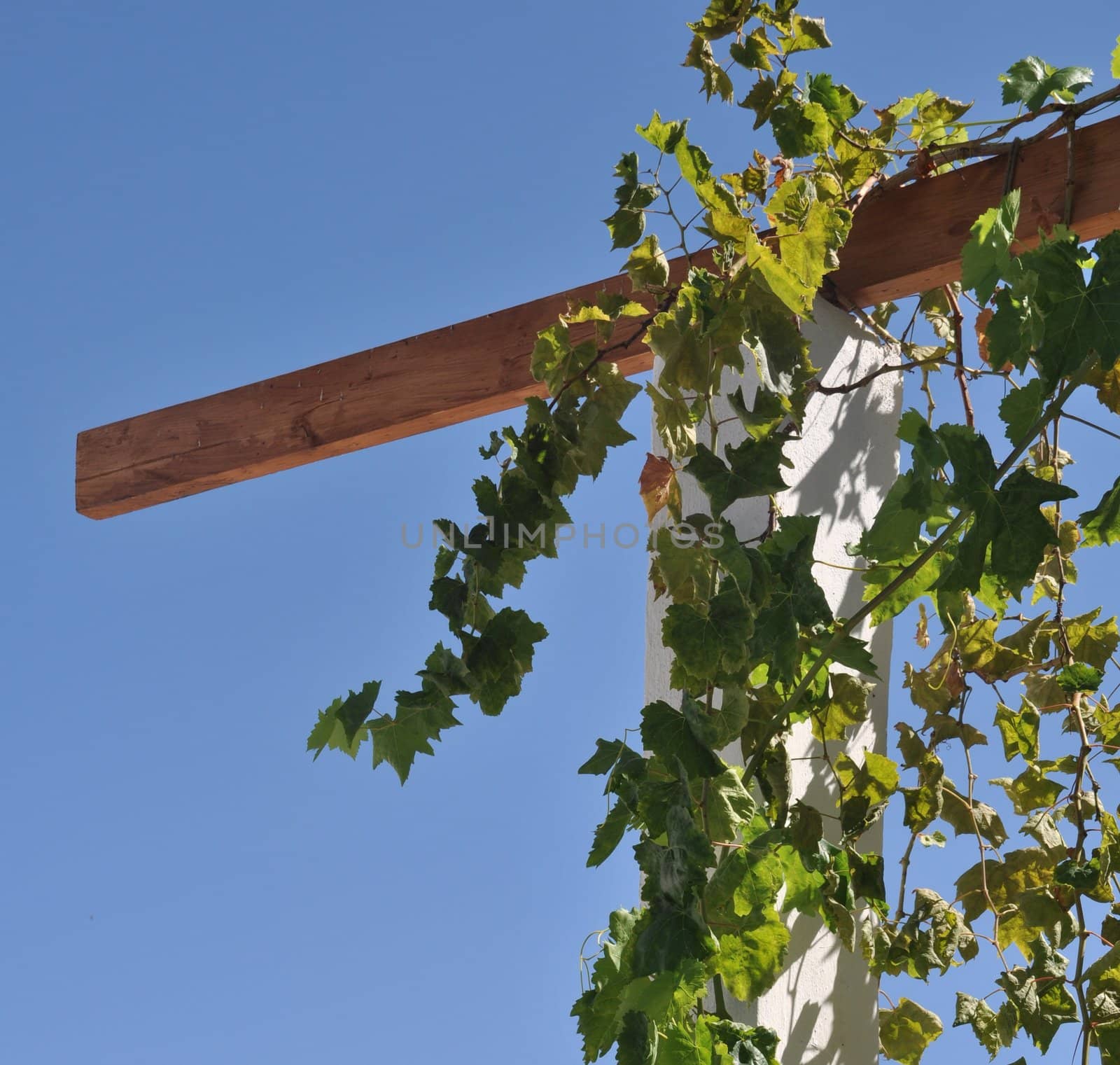 vibrant grape leaves on a typical wooden structure at a vineyard (against blue sky)