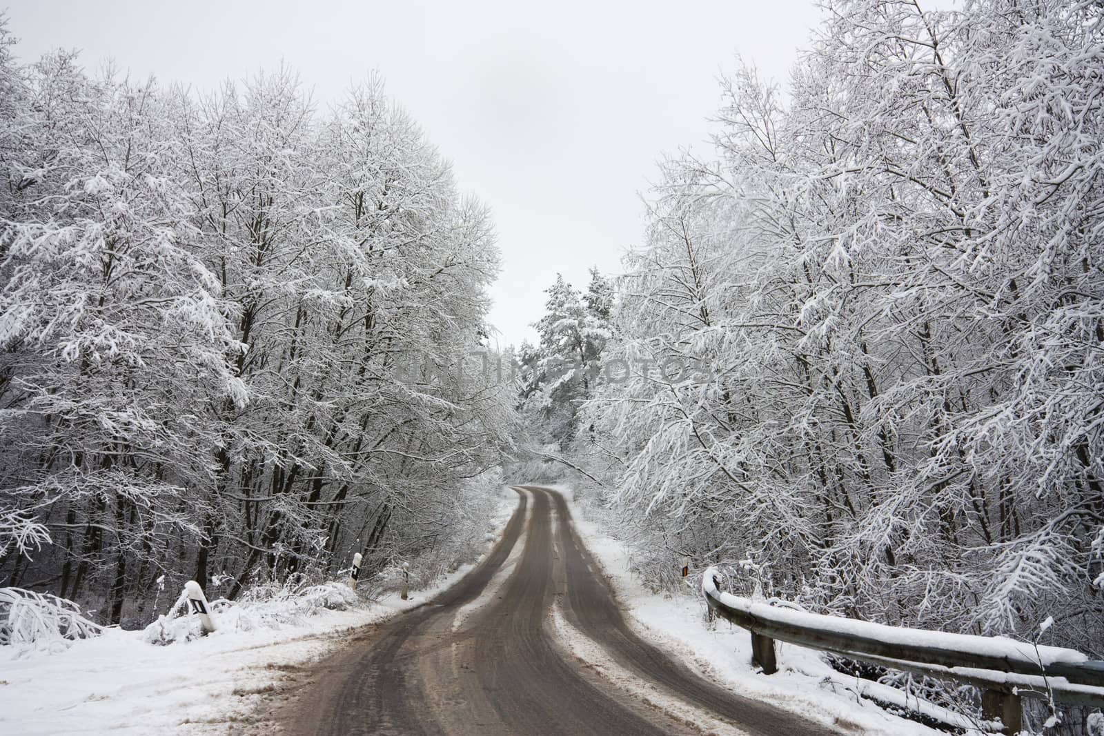 road in the winter forest