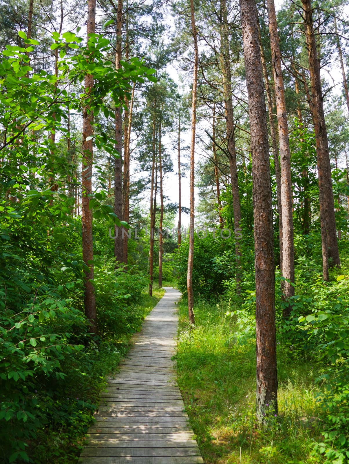 trail in the summer park