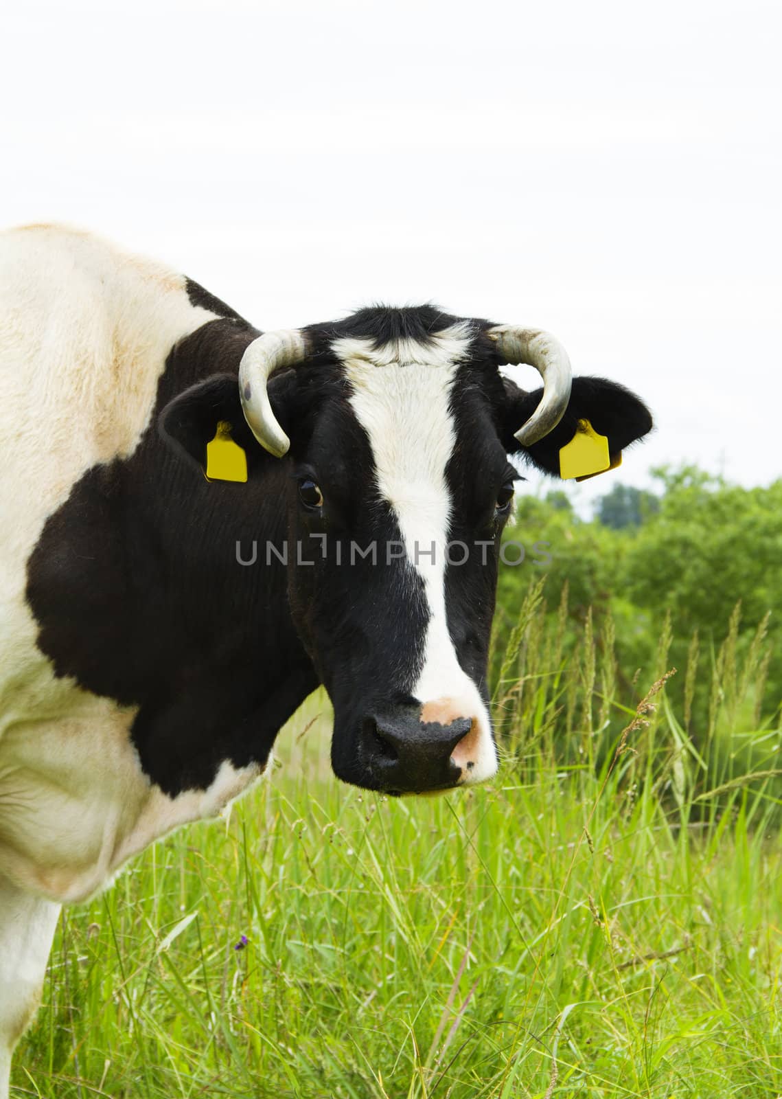 cow in the meadow, portraite