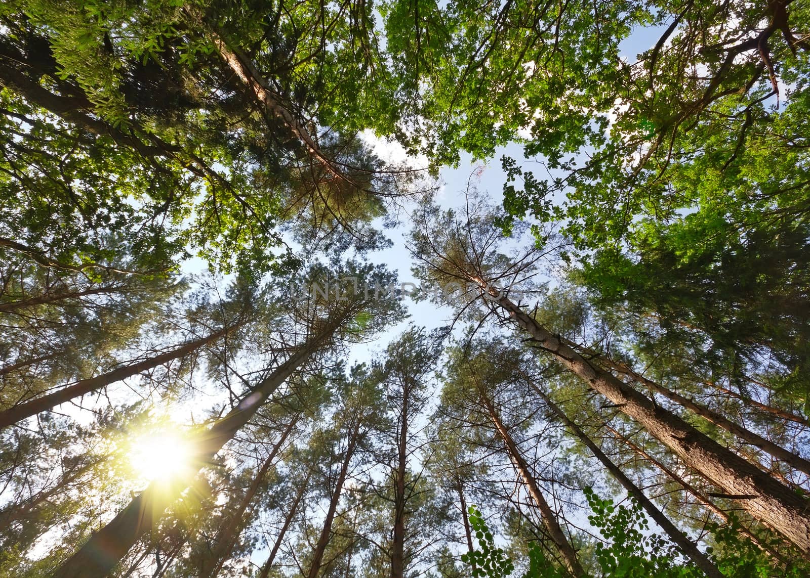 summer forest, view from below