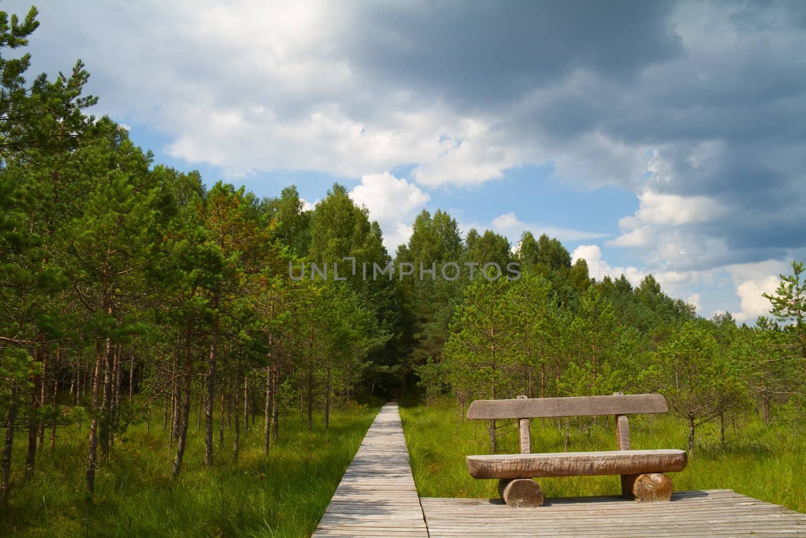 forest path, a bench