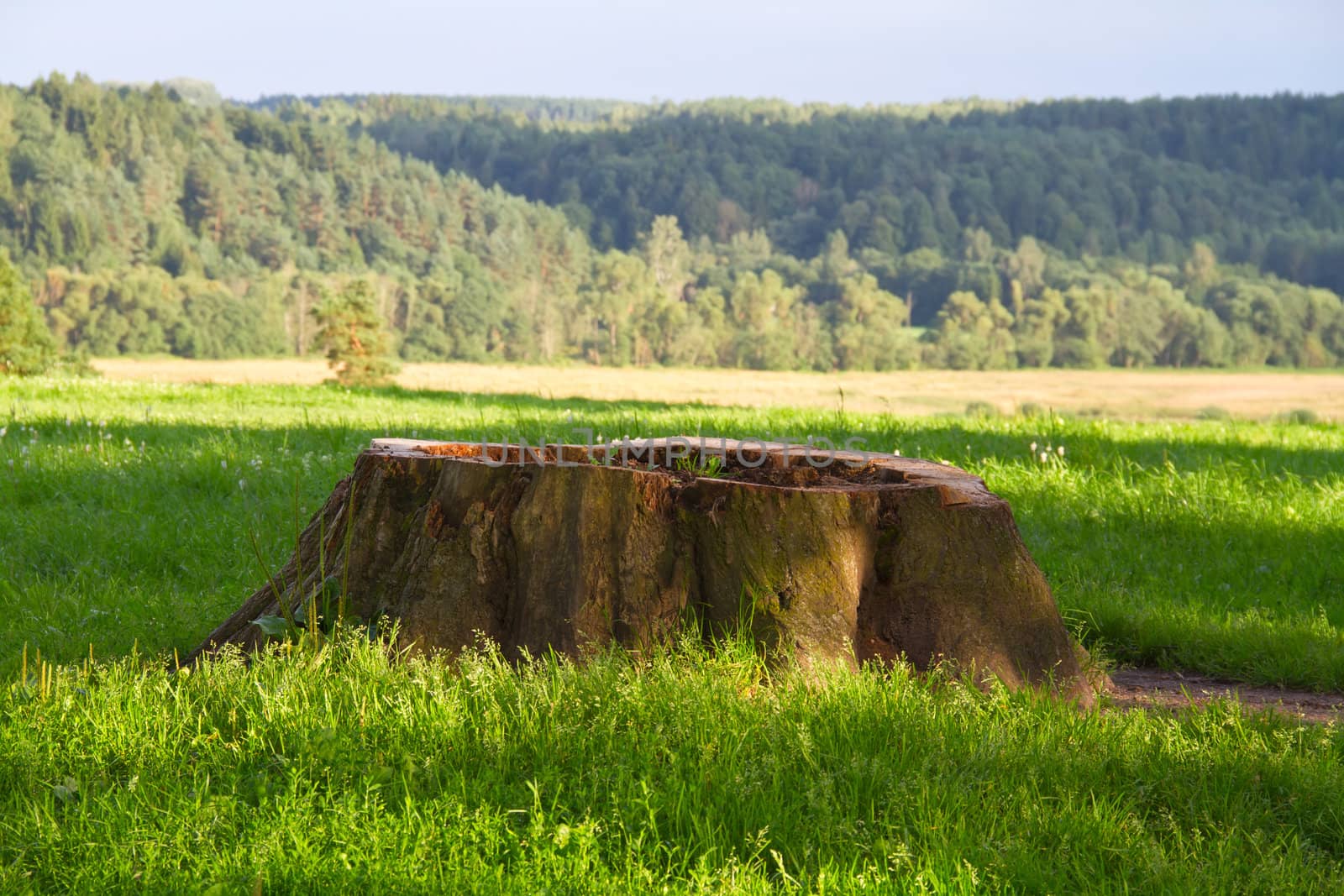 stump in the grass