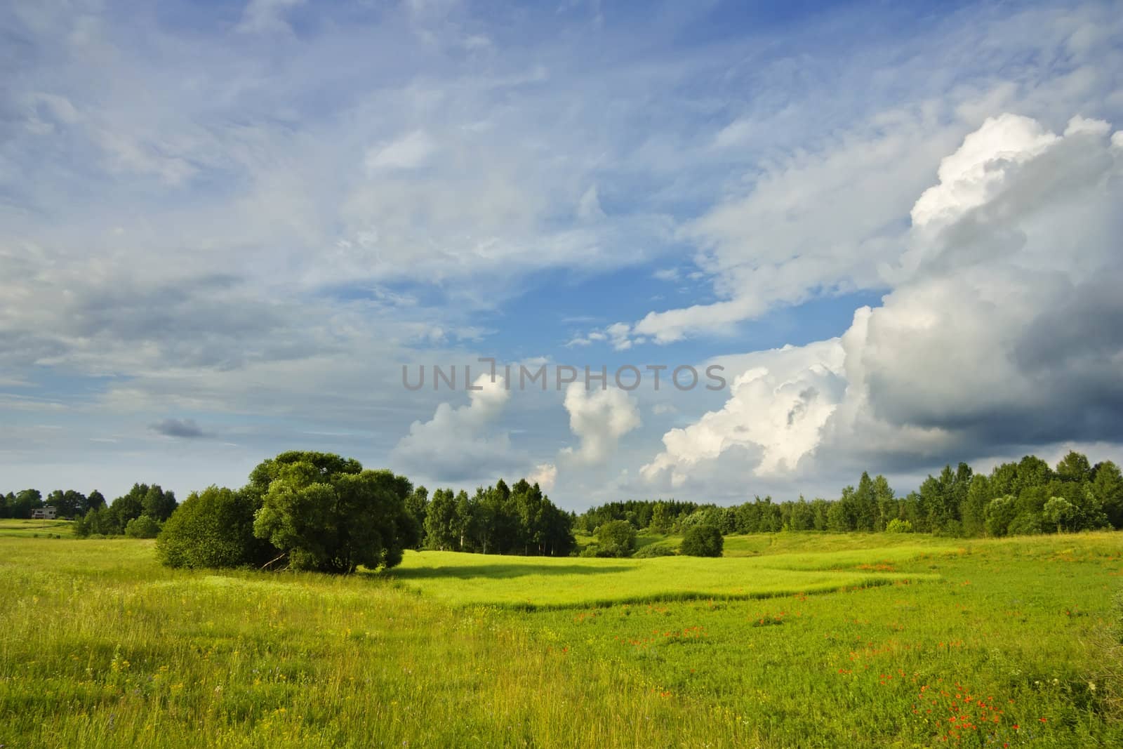 summer landscape