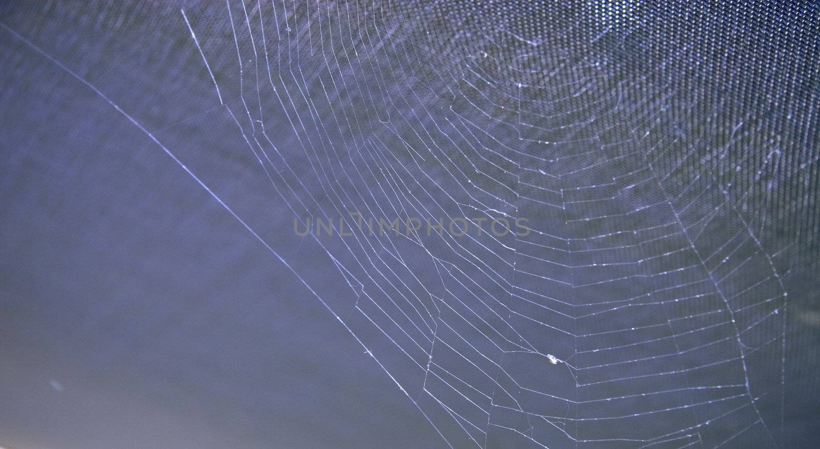strong spiders web  by leafy