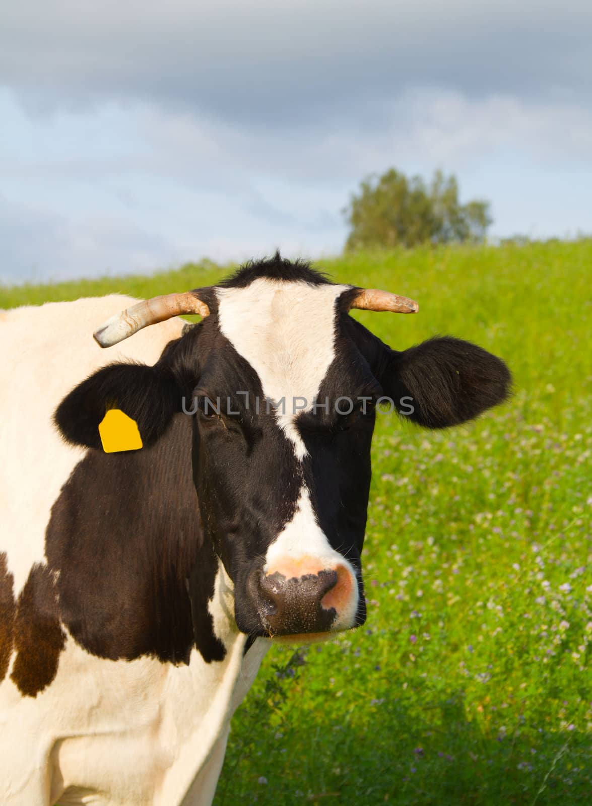 cow in the meadow, portraite