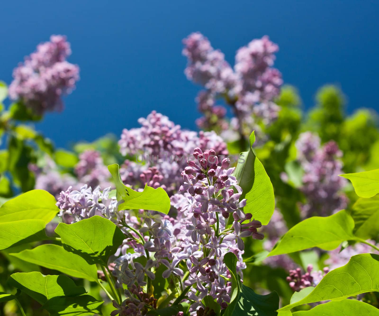 lilac on a background of blue skies