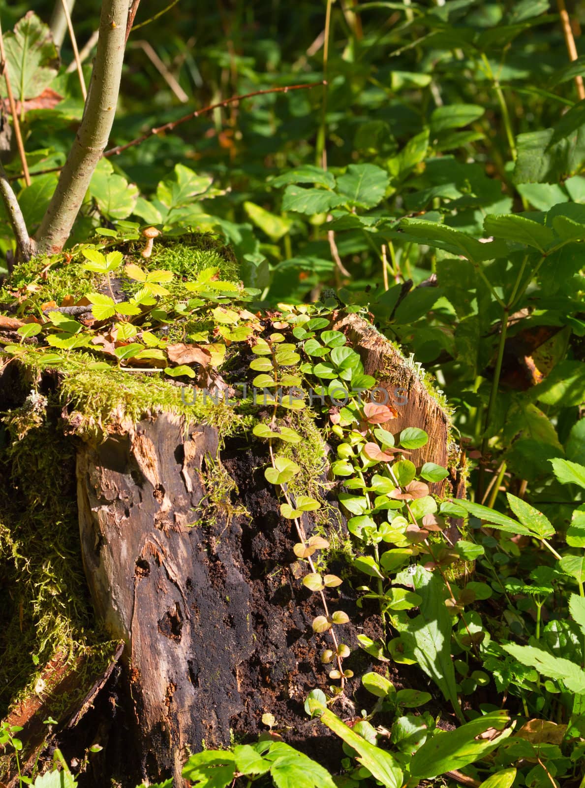 stump in the grass