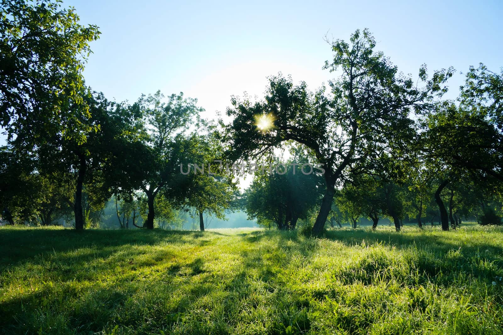 Summer forest, sun