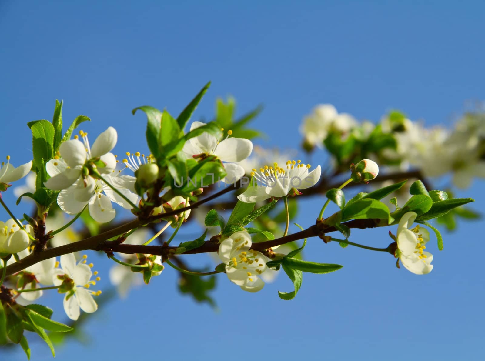 cherry tree flowers