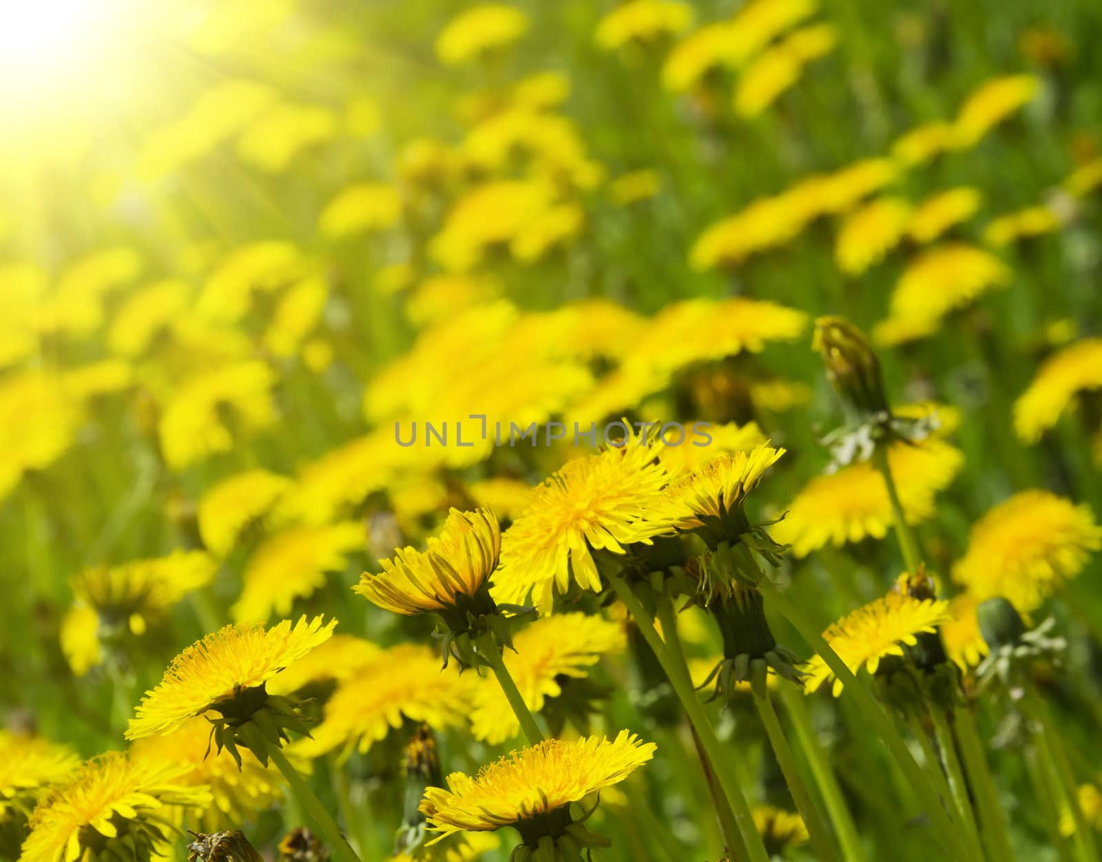 dandelion field