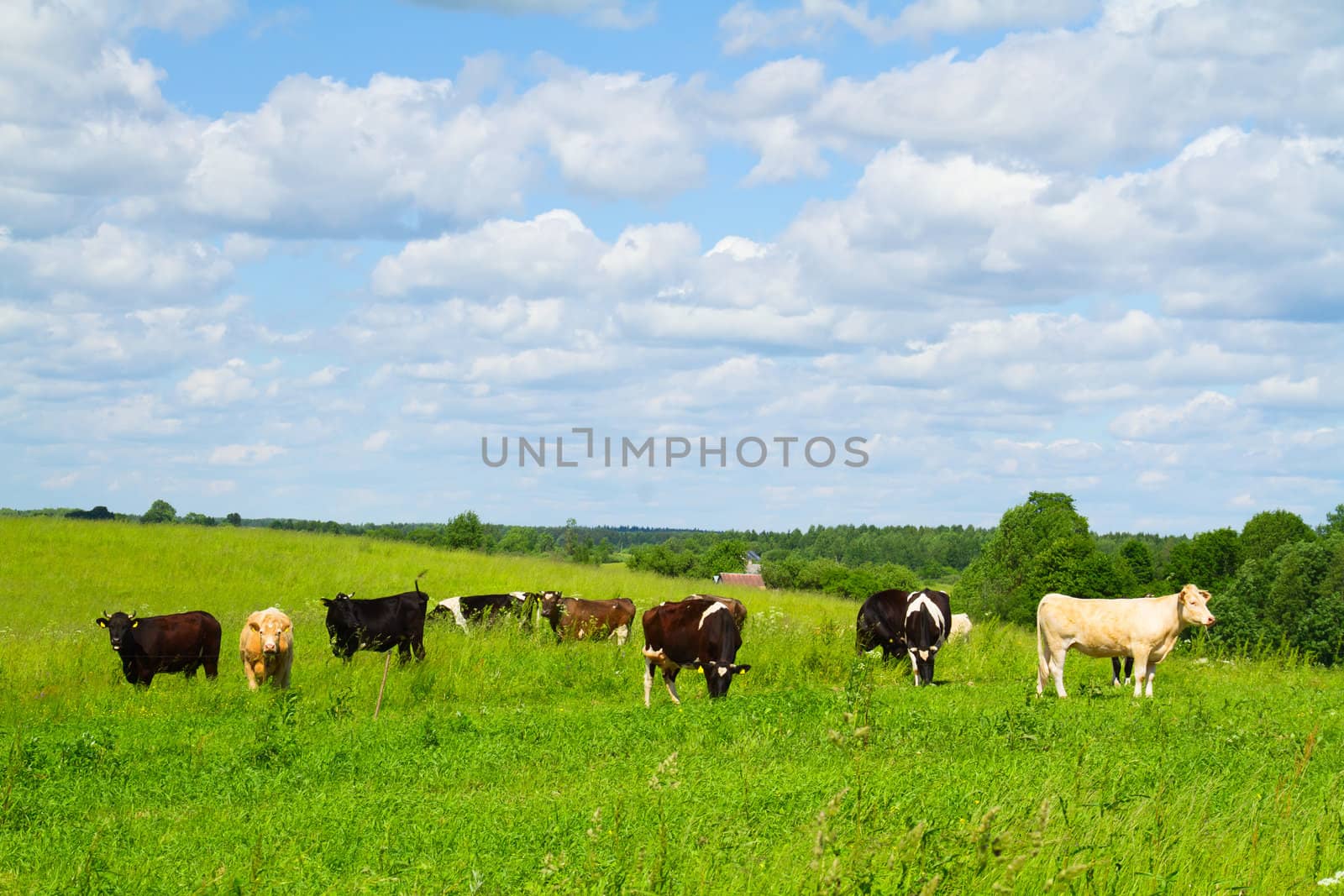 rural landscape with cows