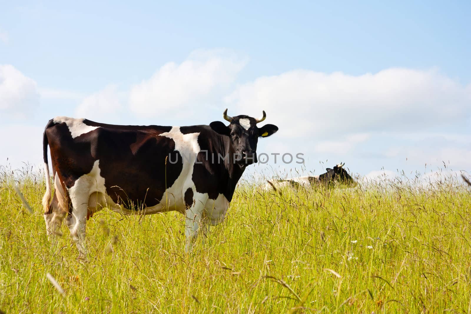 black cow in the meadow