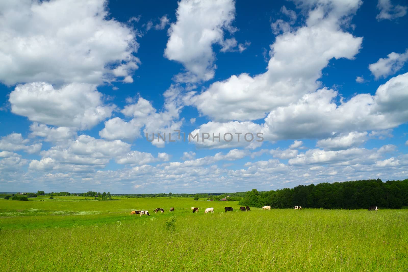 rural landscape with cows