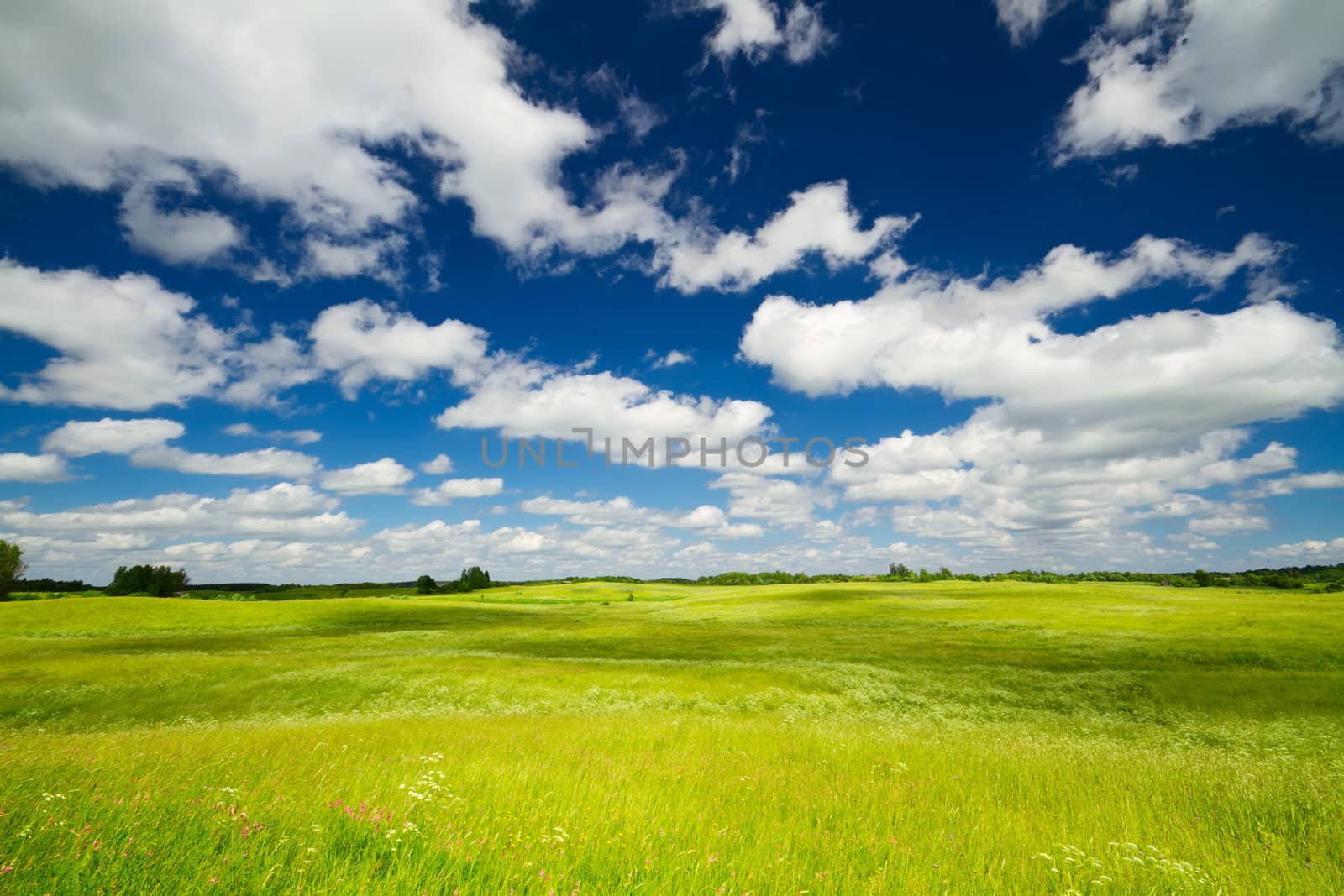 summer landscape