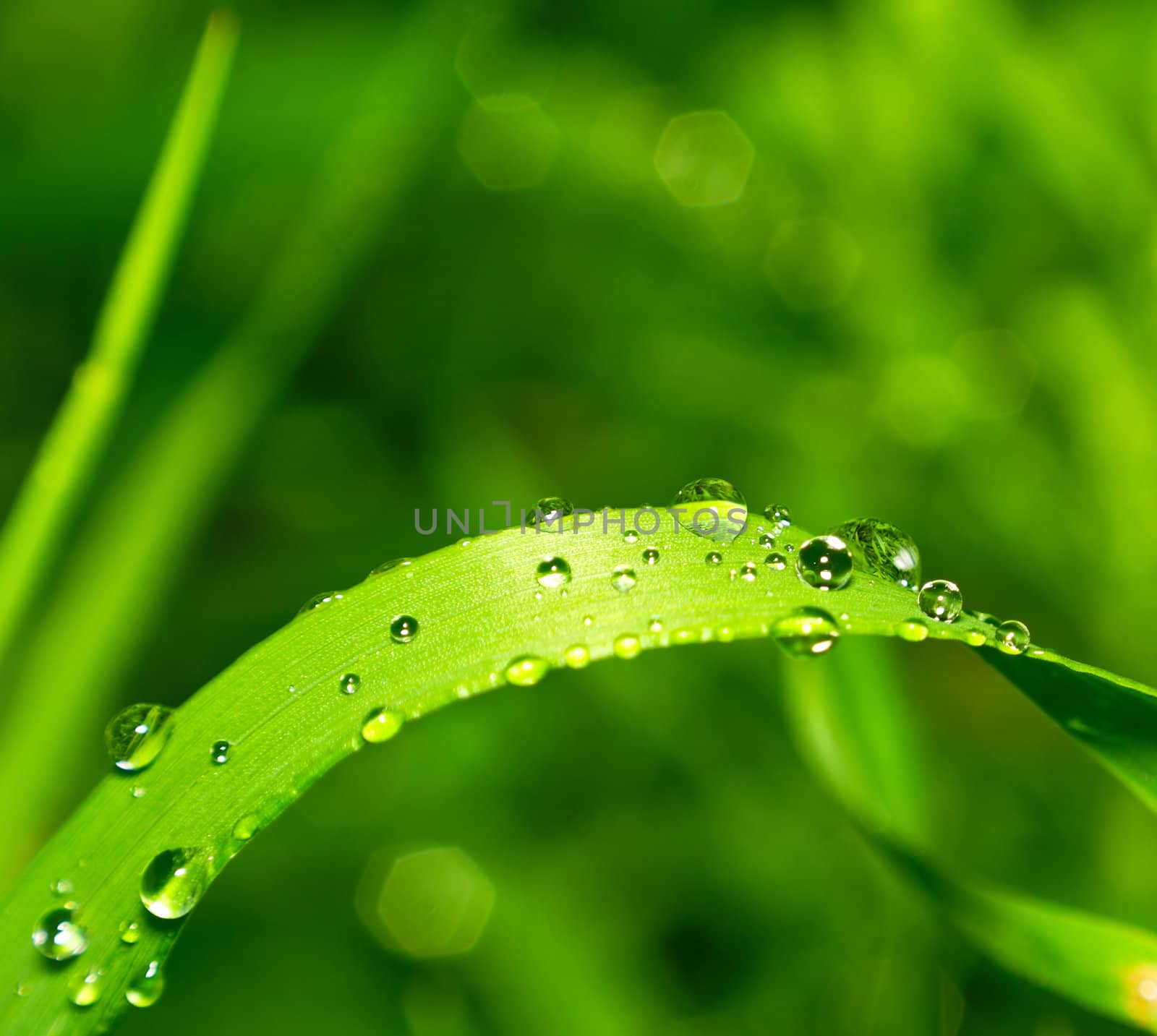 dew on the green grass