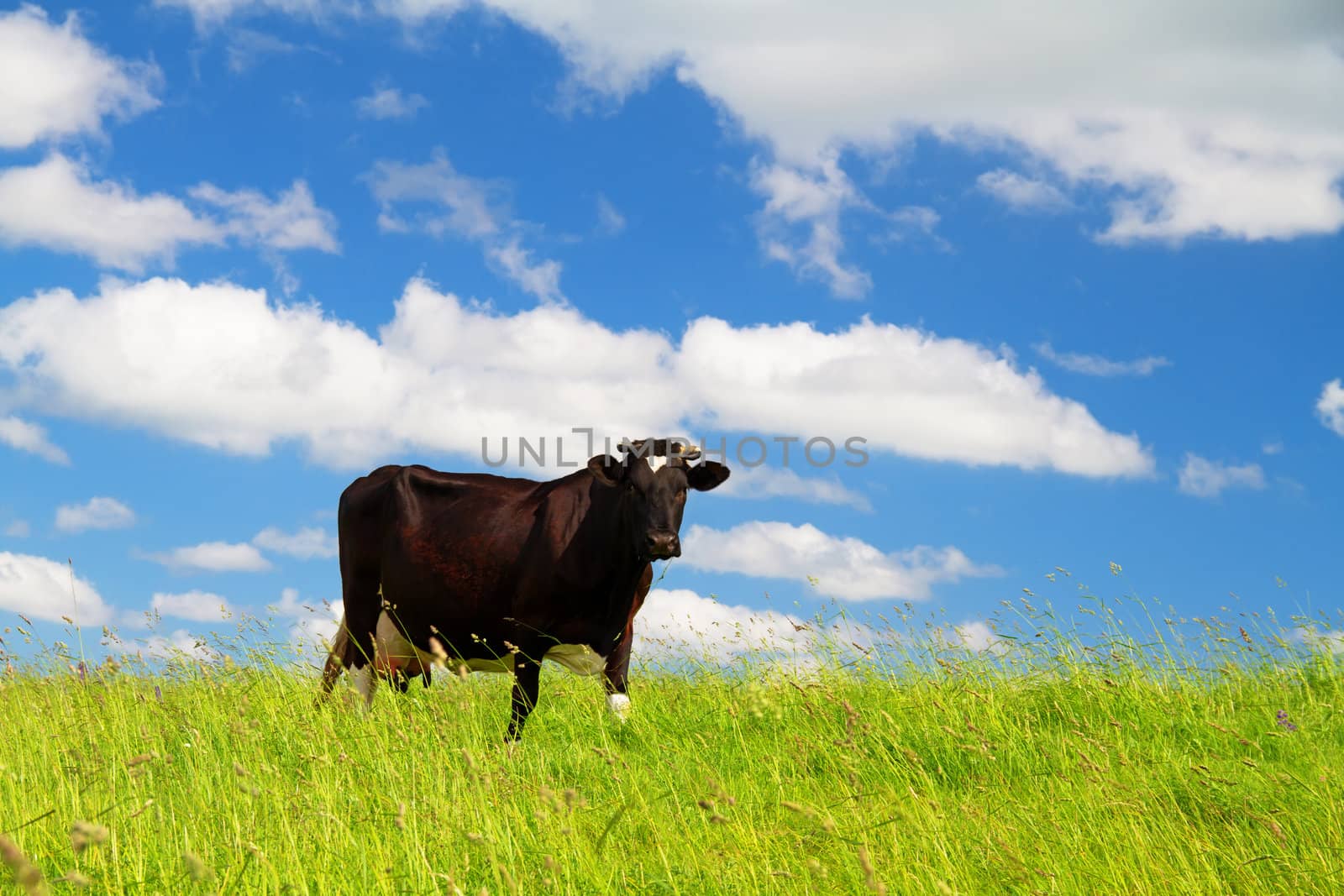 cow in the meadow