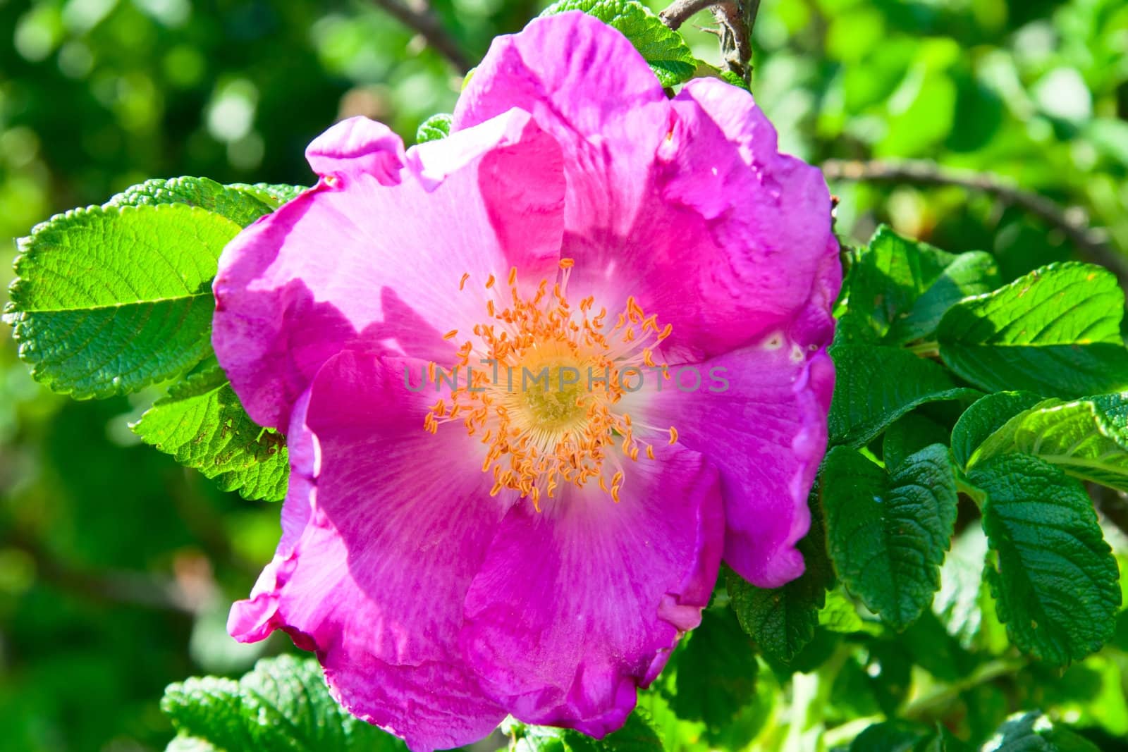 wild rose flower