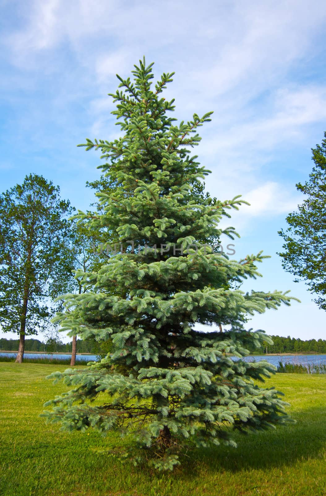 blue spruce