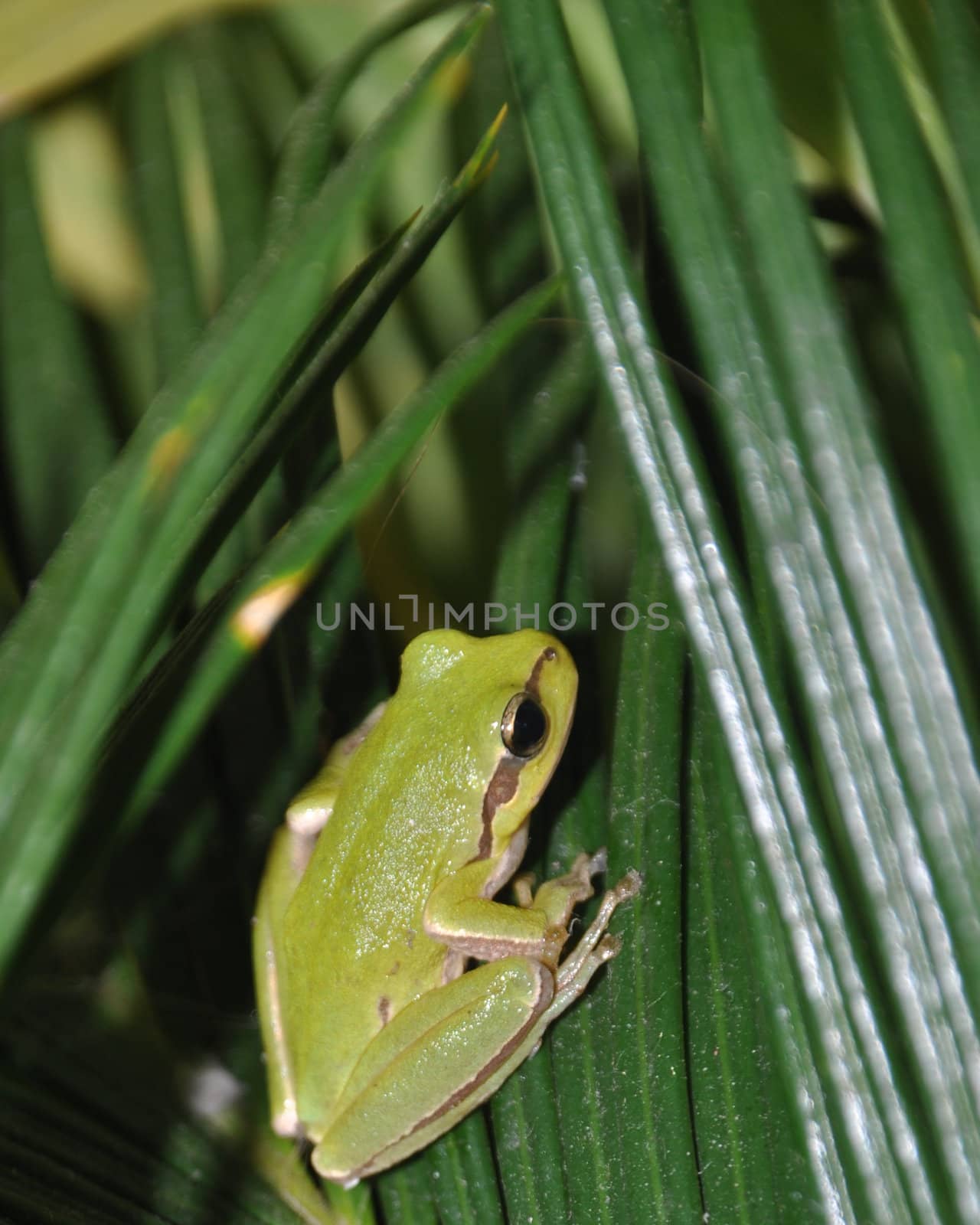 gorgeous tree frog on palm tree leaves in Kos, Greece