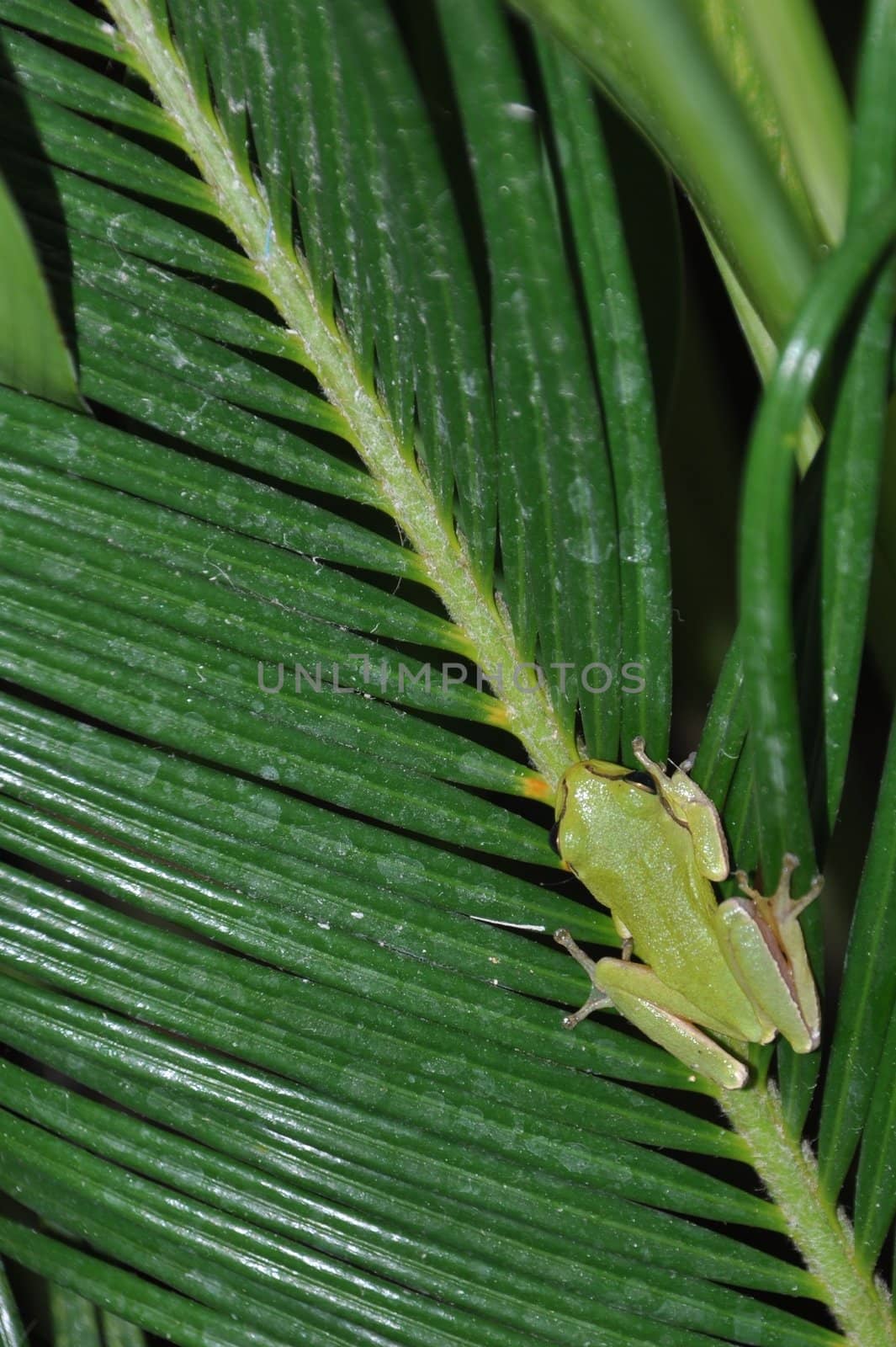 gorgeous tree frog on palm tree leaves in Kos, Greece