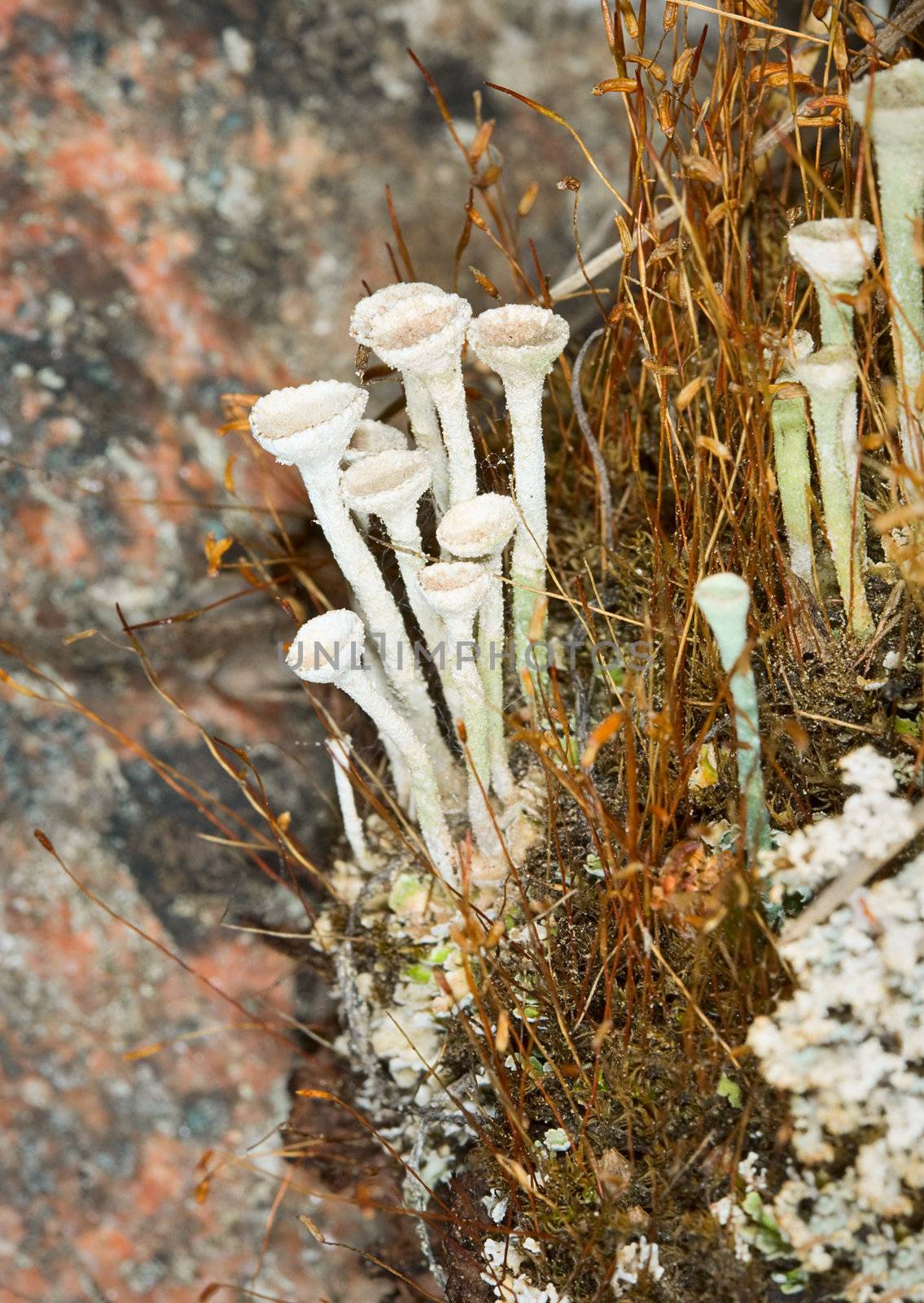 Photo close up of a wood lichen - Cladonia fimbriata
