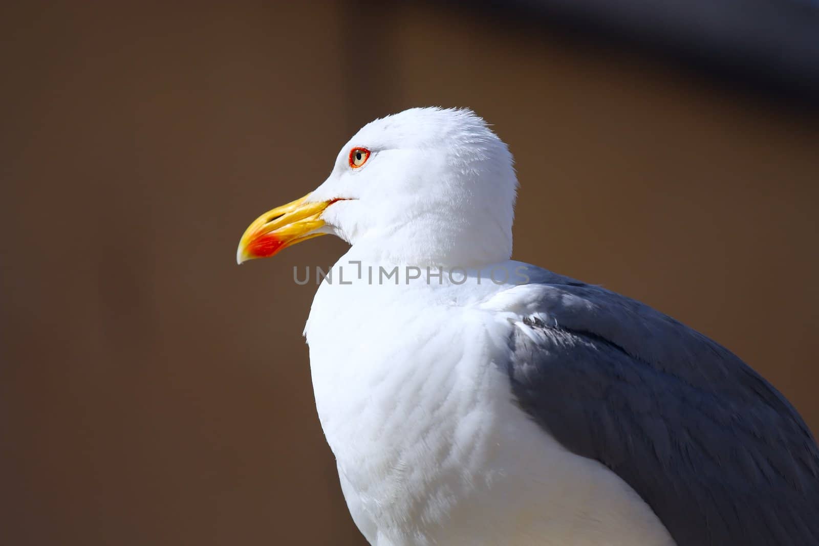 Seagull portrait