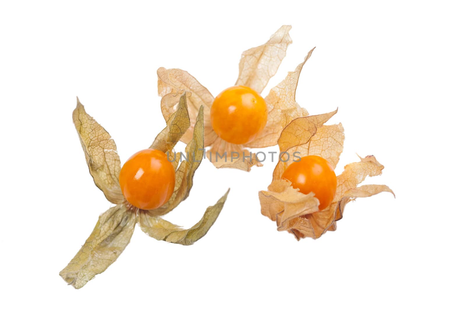 physalis fruit closeup isolated on white by bernjuer