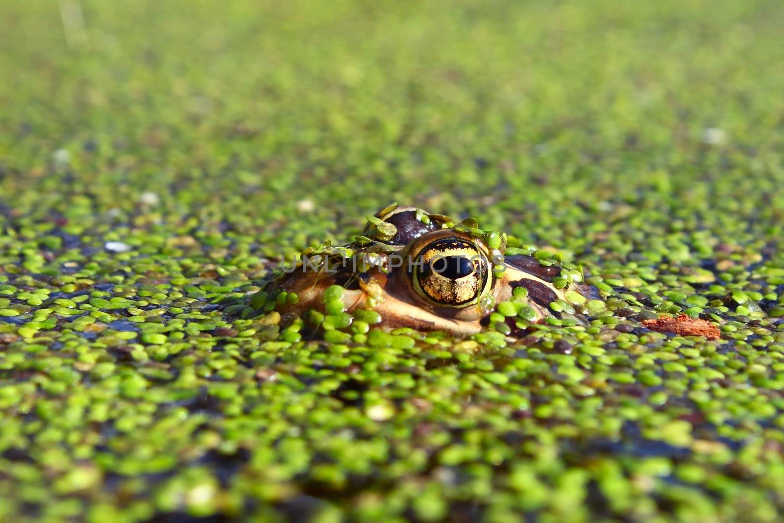 Northern Leopard Frog (Rana pipiens) near the Kishwaukee River in northern Illinois.