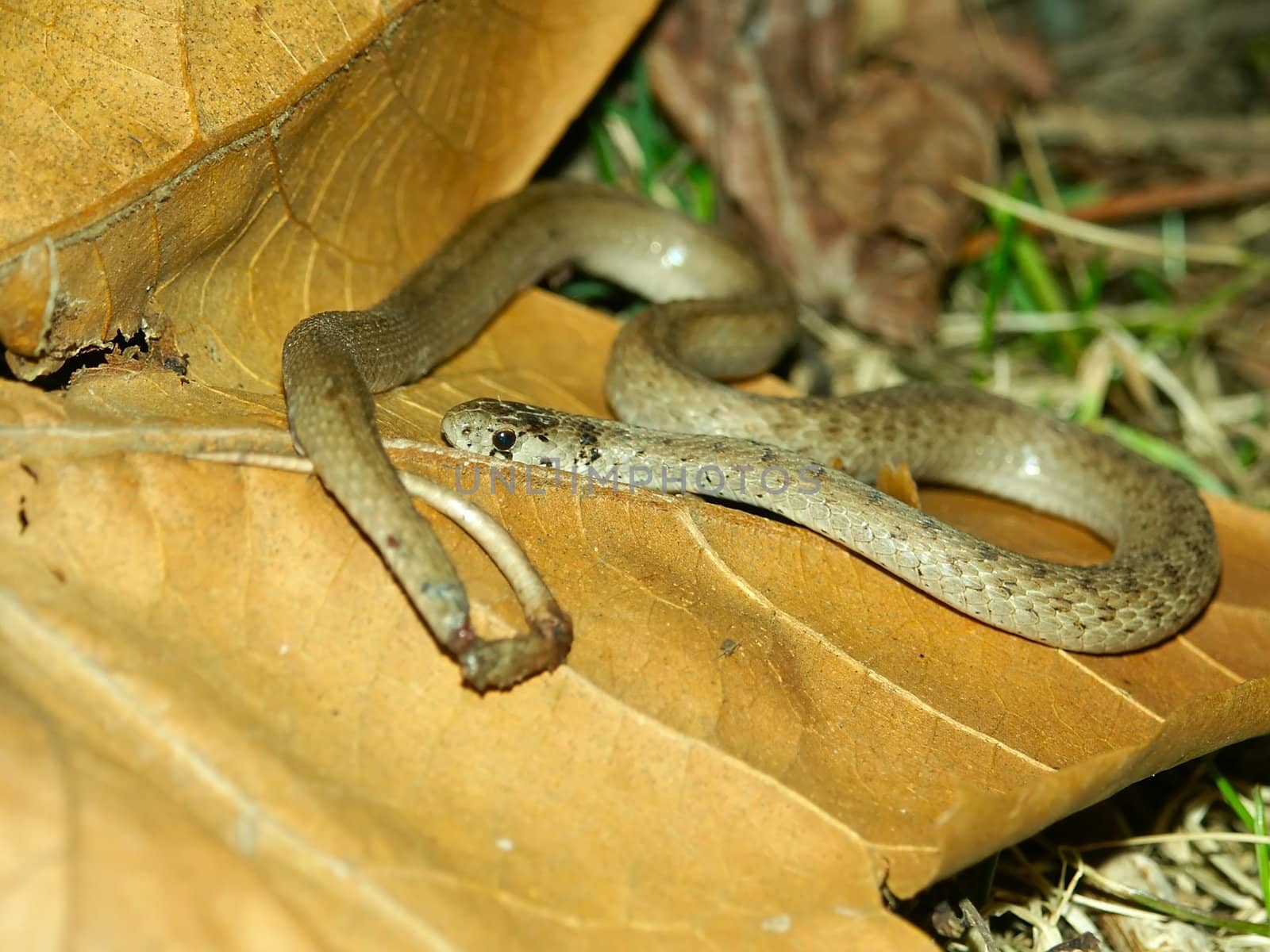 A Brown Snake (Storeria dekayi) at Kickapoo State Park in central Illinois.