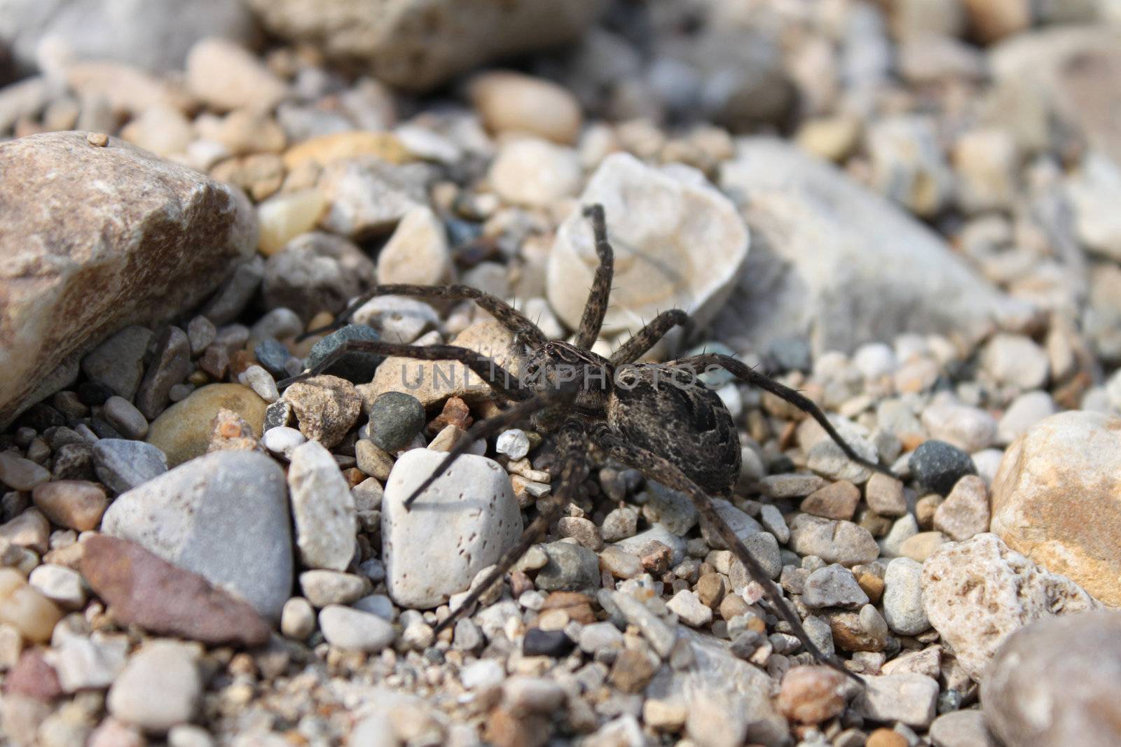 A Dark Fishing Spider (Dolomedes tenebrosus) in the dry creekbed of Illinois.