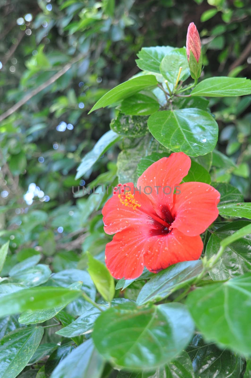 red hibiscus flower after a tropical storm in Maldives