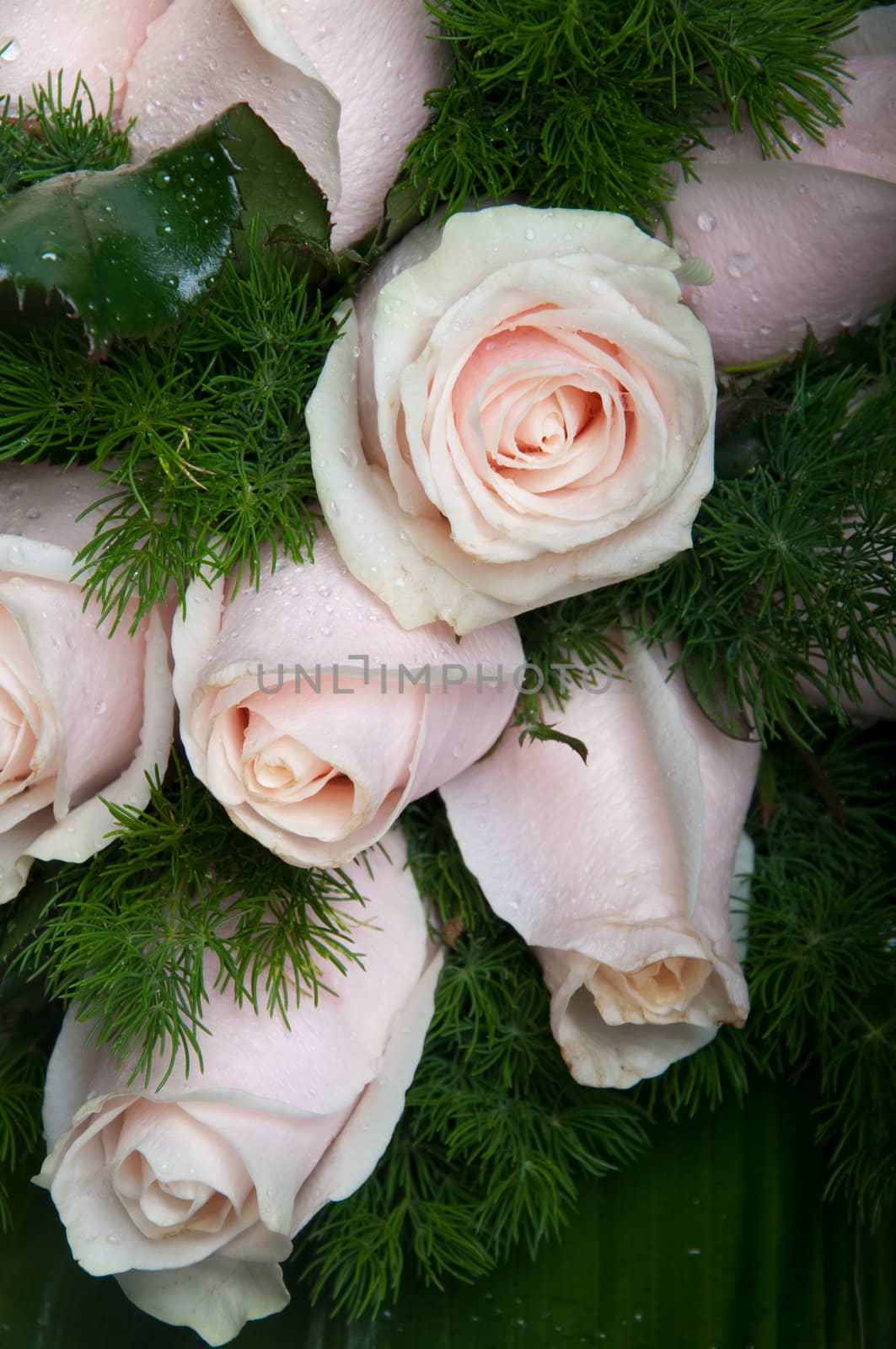 gorgeous bouquet of pink roses as background or texture