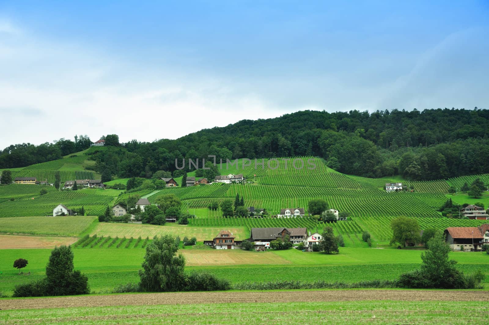 A village in Switzerland and vineyards in summer.
