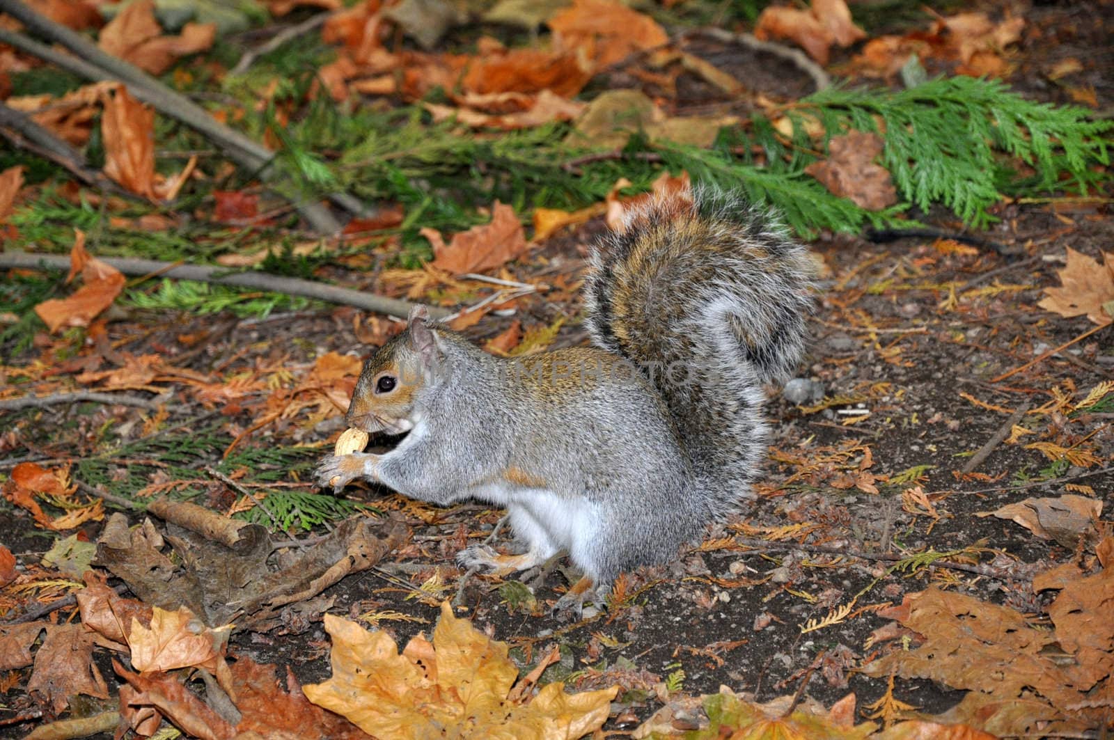 Squirrel standing and eating a nut  by lobzik