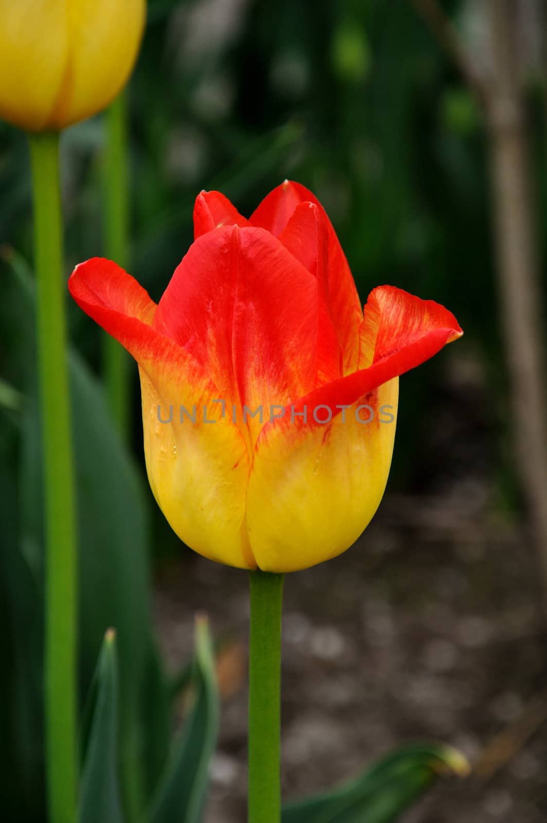 Red and yellow tulip in the spring in Washington State.
