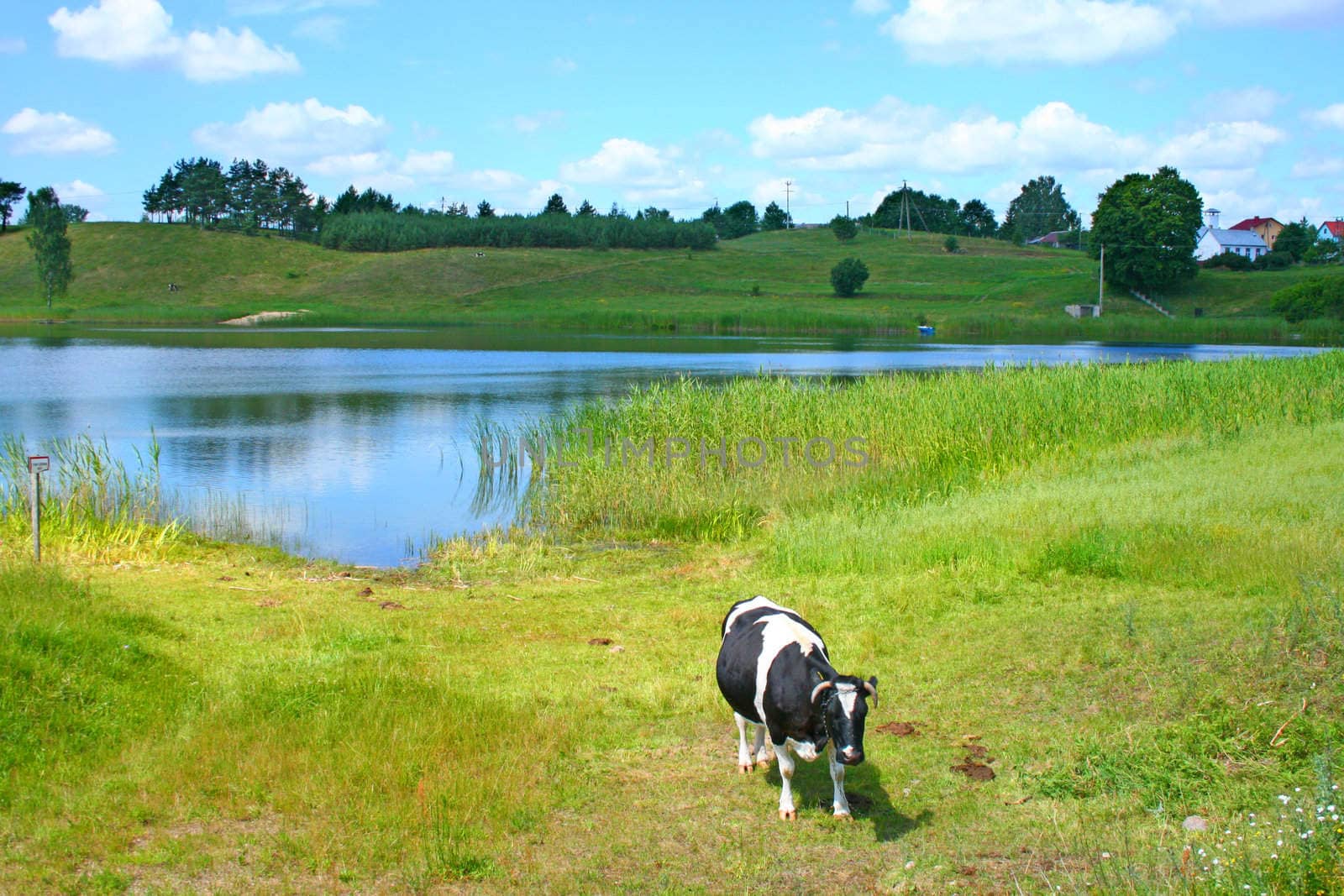 Cow standing at the meadow with a lake and hill in background