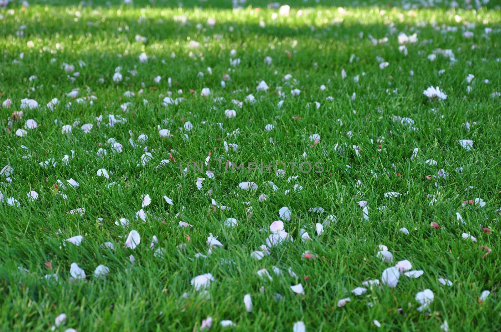 Lawn strewn with petals of cherry blossoms.
