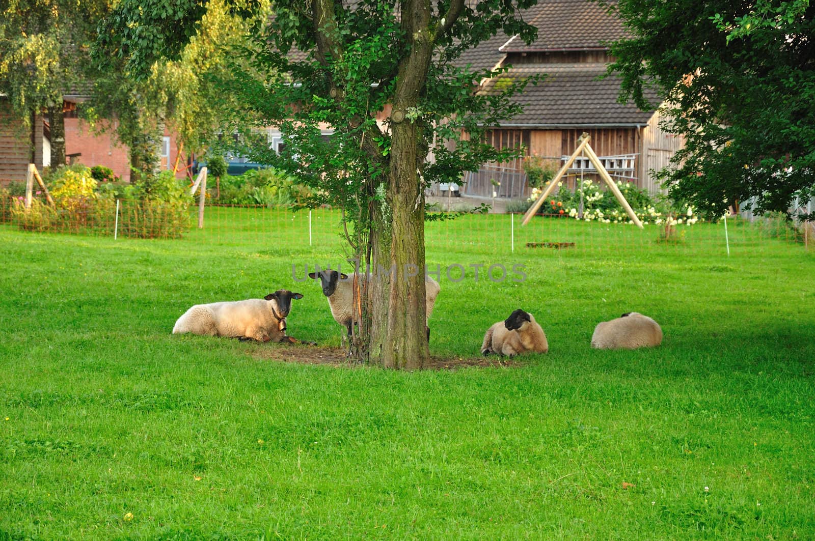 Sheeps are grazing in the backyard in a small Swiss village.
