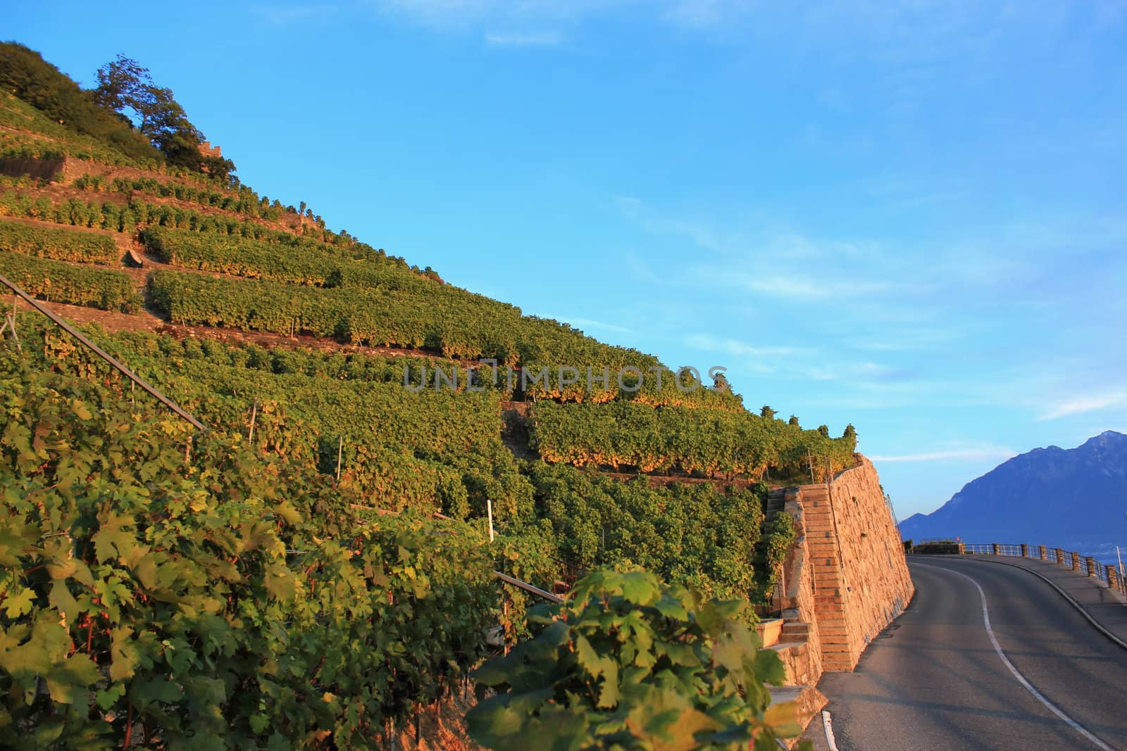 Famous and protected Lavaux vineyards near Montreux and mountains on Lake Geneva, Switzerland, by sunset