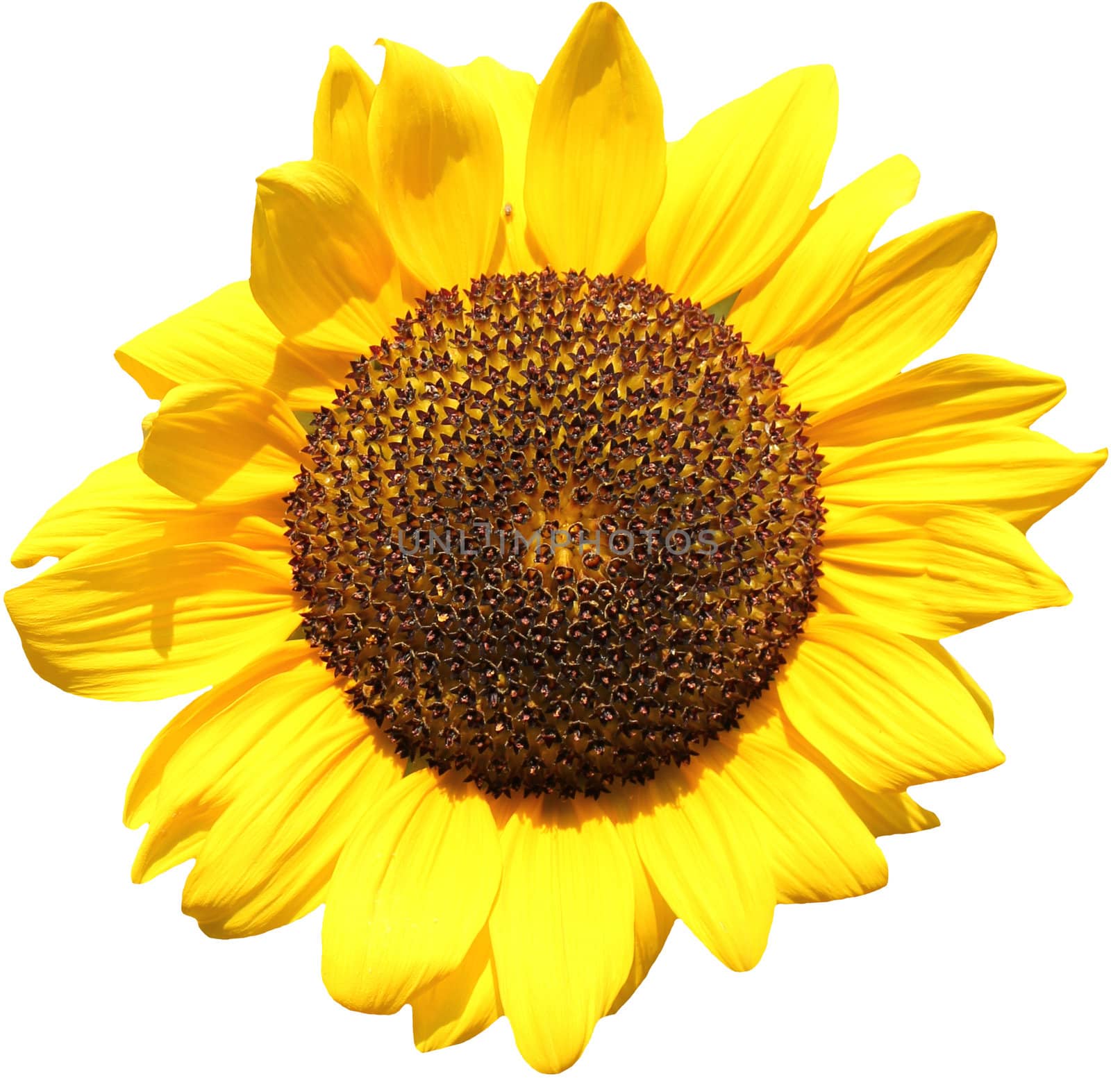 Sunflower in white background