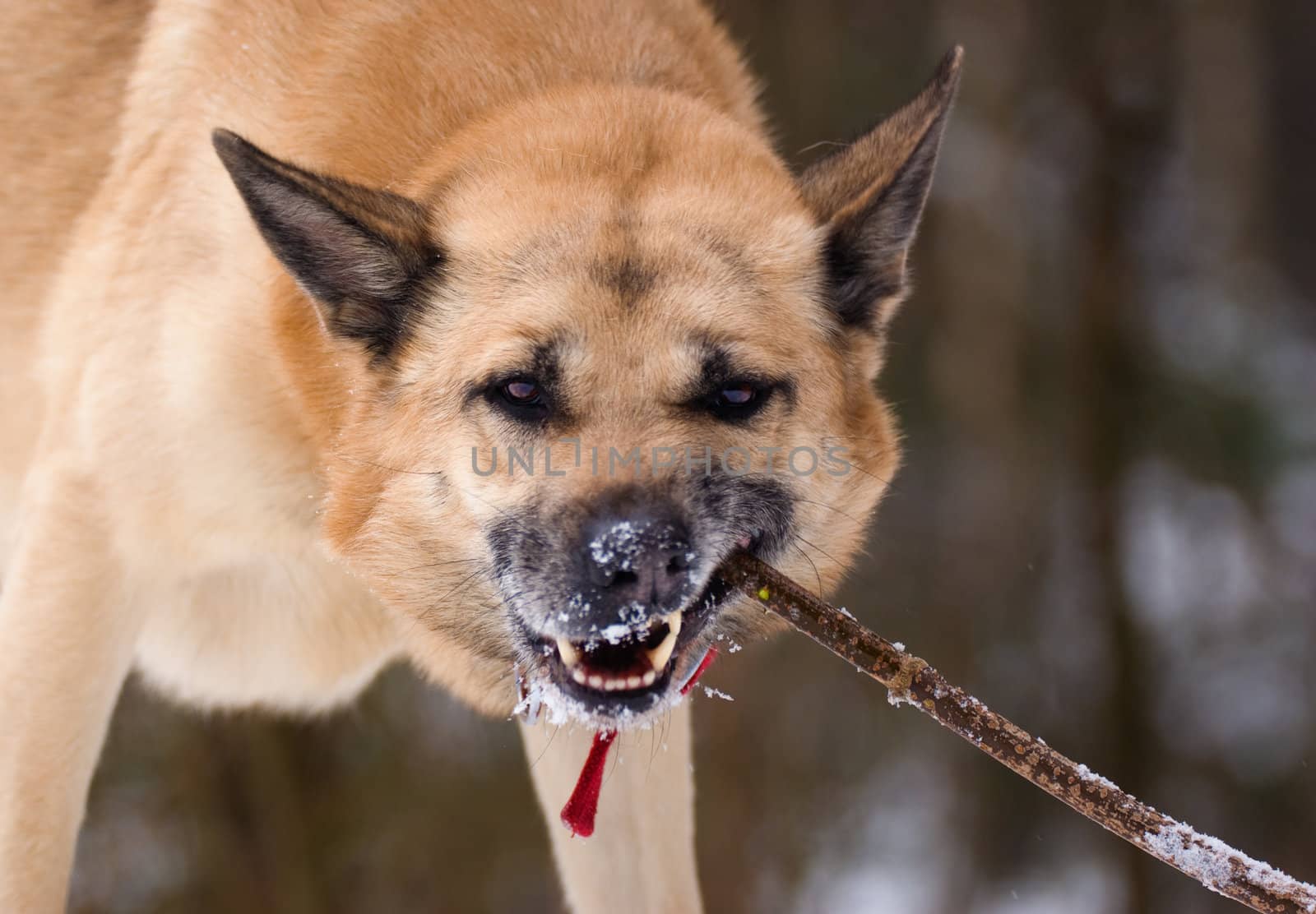 Funny looking dog gnawing a stick in winter forest