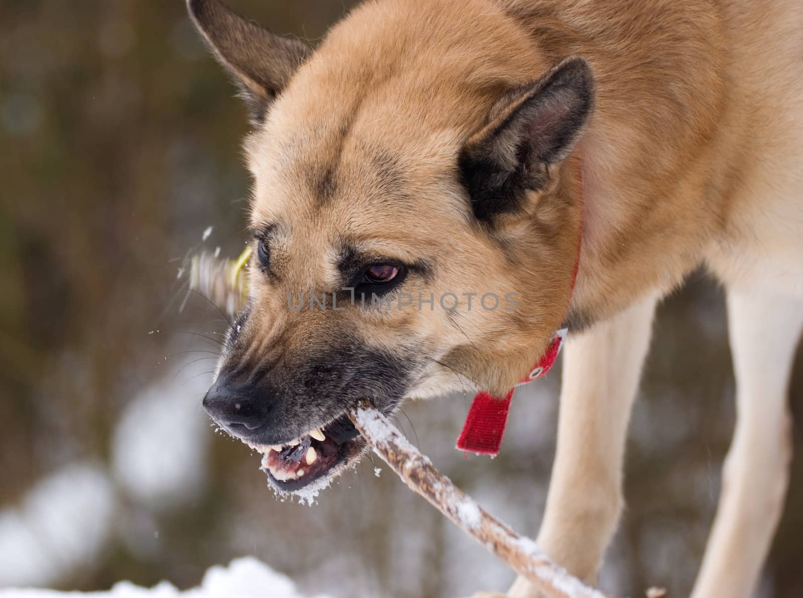 Aggressively looking dog with a stick in winter forest