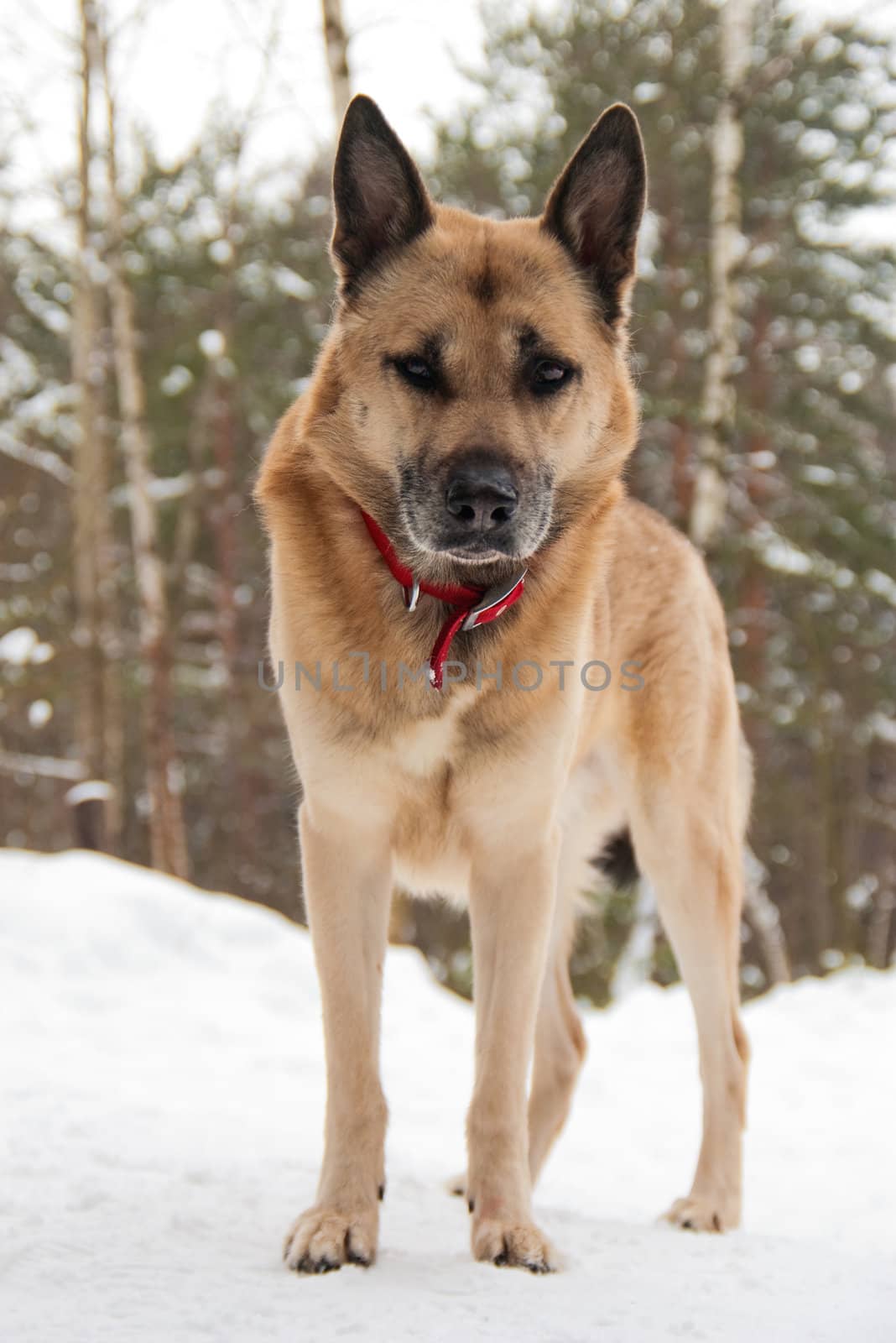 Dog attentively looking at the camera in winter forest