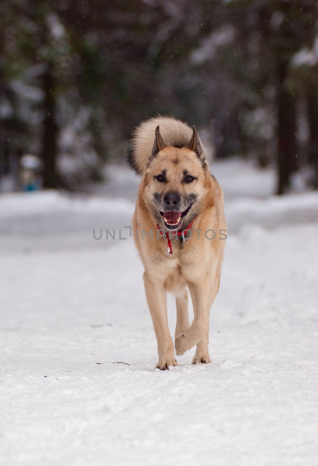 West Siberian Laika walking in winter forest