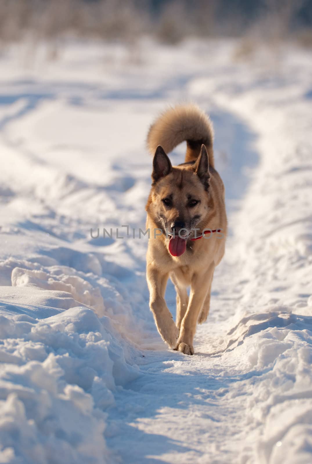 Running West Siberian Laika, snow and morning sunlight