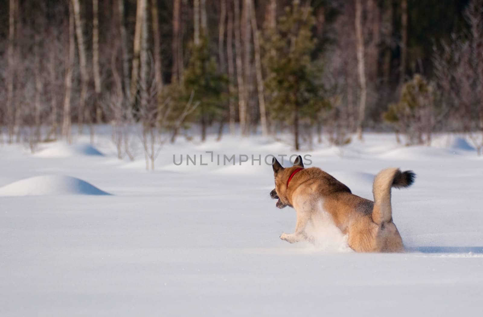 Dog running on backcountry snow by saasemen