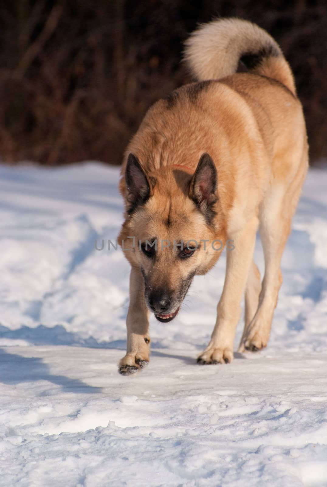 West Siberian Laika walking in winter forest