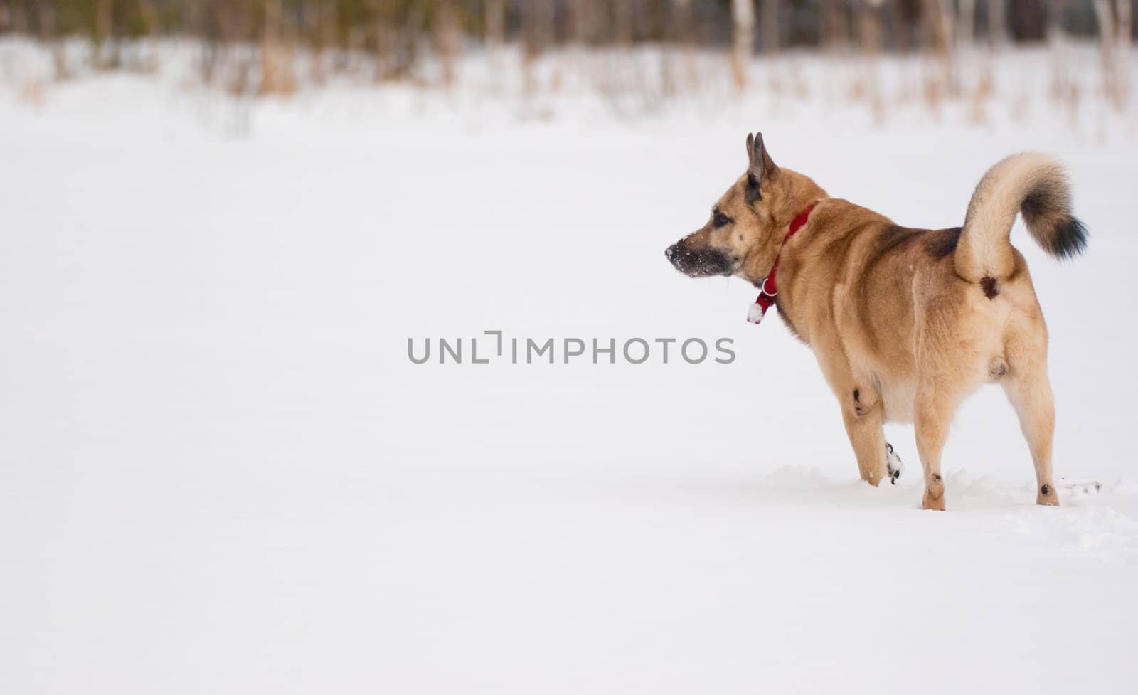 West Siberian Laika hunting in winter forest